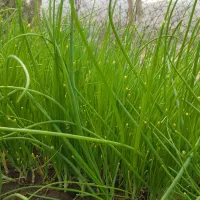 تیم پیاز|گل و گیاه طبیعی|چاروسا, |دیوار