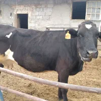 گاو و گوساله|حیوانات مزرعه|تبریز, |دیوار