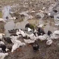 اردک پکنی گوشتی