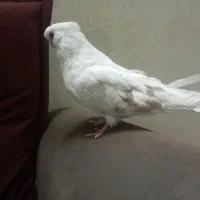 کبوتر نر نوک قنار|پرنده|ابهر, |دیوار