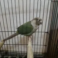 طوطی گرینچیک ماده
