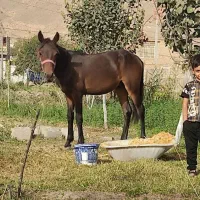 کره اسب نریون1ساله آرام  معاوضه با موتور یا گوسفند|اسب و تجهیزات اسب‌سواری|مشهد, ایثارگران|دیوار