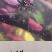 گیاه آکواریوم پلنت بوسفلاندرا