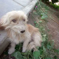 سگ ماده ونر|سگ|کرمانشاه, |دیوار