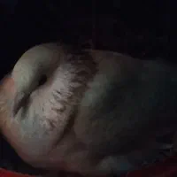 کبوتر گم شده