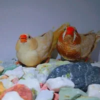 فنچ اورنج مرغ عشق رنگین کمانی|پرنده|یزد, |دیوار