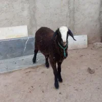 بره نر شالی