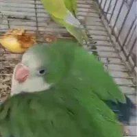 جوجه راهب گیرینچیک برزیلی سرلاکی