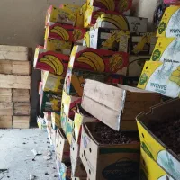 خرما سعمران در شادگان