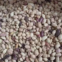 لوبیا چیتی تازه|خوردنی و آشامیدنی|شیراز, ریشمک|دیوار
