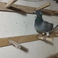 ماده چشم سیاه