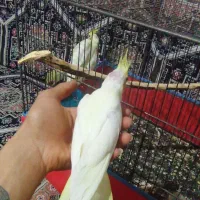 عروس|پرنده|سیرجان, |دیوار