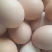 تخم مرغ محلی