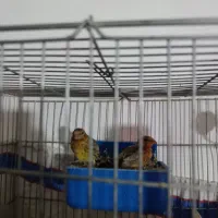 قناری ماده شتری سرخ آماده اماده