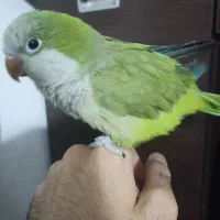 طوطی راهب ماده