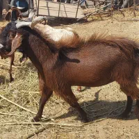 نری برای نذری و نری گله ، خودم هم میکشم