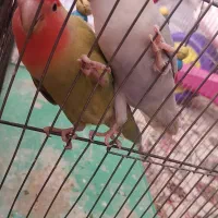 جفت طوطی برزیلی خوشرنگ و خاص|پرنده|فولادشهر, B8|دیوار