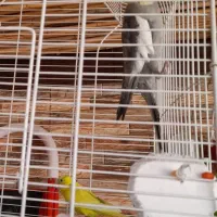 عروس هلندی ،مرغ عشق