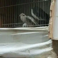 عروس هلندی مولد