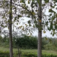 فروش درخت صنوبر