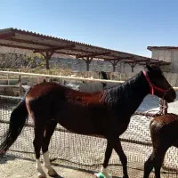 مادیون ۶ ساله