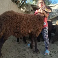 بره نر همو|حیوانات مزرعه|شیروان (خراسان), |دیوار