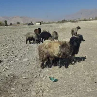 قوچ|حیوانات مزرعه|فارسان, |دیوار