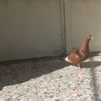 کبوتر