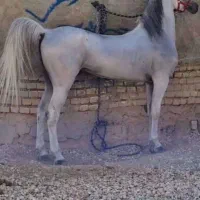 اسب نریان|اسب و تجهیزات اسب‌سواری|تبریز, |دیوار