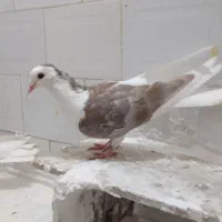 کفتر پرشی|پرنده|شیروان (خراسان), |دیوار