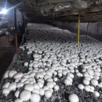 مزرعه قارچ حاجی..فروش عمده|خوردنی و آشامیدنی|اهواز, پردیس|دیوار