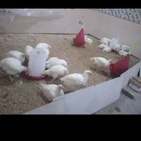 فروش مرغ زنده با قیمت استثنایی