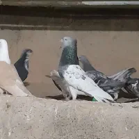 کفتر