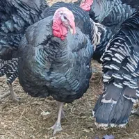 بوقلمون نر ارگانیک چاق و چله