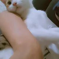 گربه گمشده