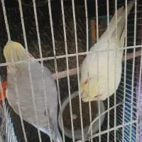 جفت عروس تخم گذاشتن|پرنده|اندیکا, |دیوار