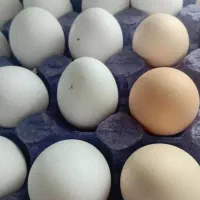 تخم مرغ سفید کوچیک 13/6بزرگ 16 محلی 15
