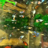 انواع ماهی گیاهخوار و لوازم پلمپ|ماهی|اهواز, پردیس|دیوار