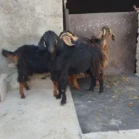 بزغاله‌دونه۵ملیون‌بره‌نر۲۵کیلویی۶ملیون‌گوسفندچاق۵۰