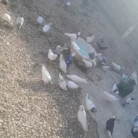 چند جفت کفتر|پرنده|سرپل ذهاب, |دیوار
