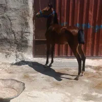 کره ماده یکساله