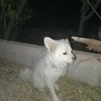 سگ پاکوتاه حرف گوش جا گذاشتم|سگ|رباطکریم, رباطکریم|دیوار