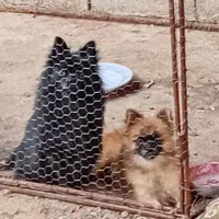 سگ پا کوتا پامر نر بالغ