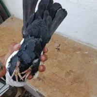 کفتر دم سیاه|پرنده|شیراز, نیستان|دیوار