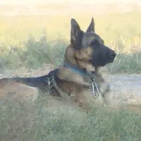 سگ گم شده در فیروزاباد