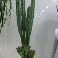 کل‌طبیعی‌کاکتوس‌یک‌متر‌