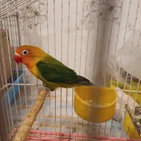 کوتوله فیشر