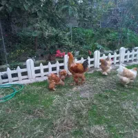 فروش مولد ونیمچه دم تخم برهما بوف طلایی|حیوانات مزرعه|تالش, هشتپر|دیوار