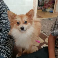 سگ پامر روبای اصل