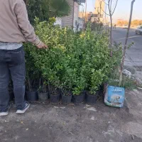 شمشاد طلائ|گل و گیاه طبیعی|ماهدشت, |دیوار